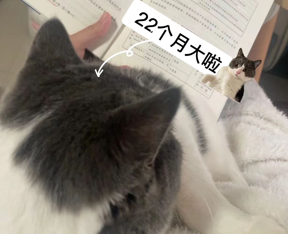 我与“22”个月大的猫猫看书.jpg
